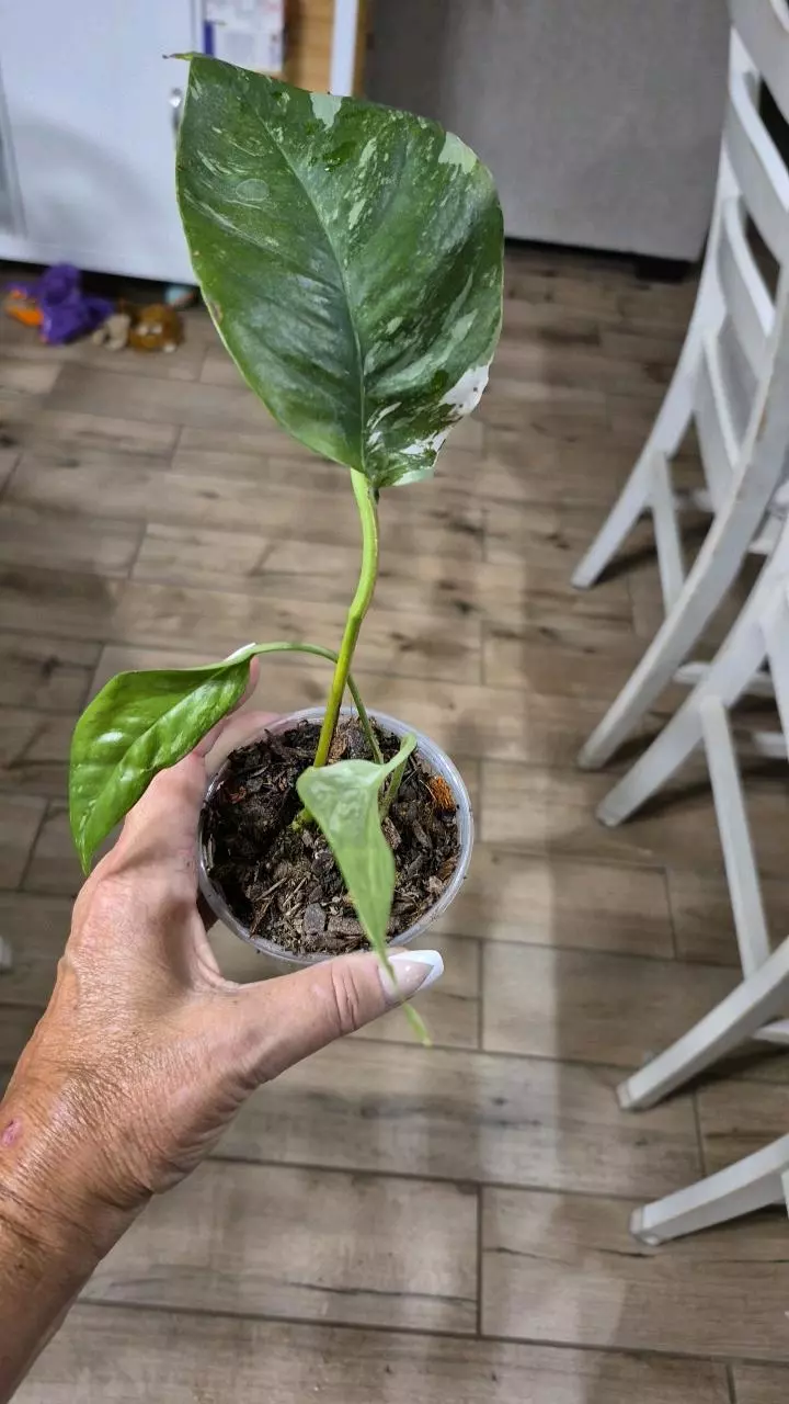 plant/8222 Epipremnum Pinnatum Albo-0