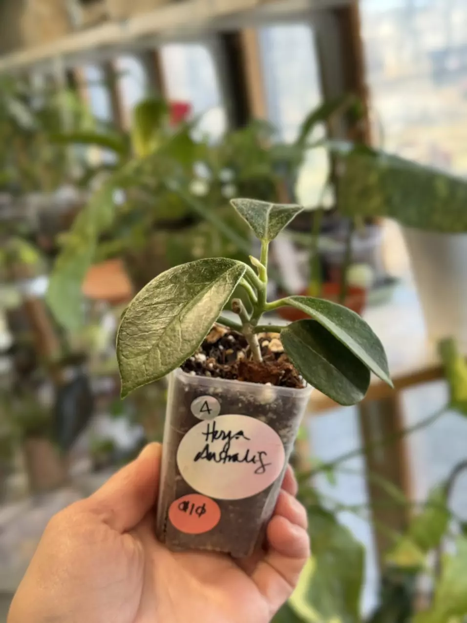 plant/4-Hoya Australis rooted in chunky mix-1