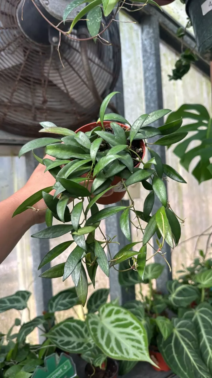 plant/706 Hoya Rosita-0