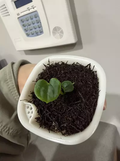 plant/Anthurium Red Vein Dark Phoenix x Dark Phoenix from AnthuriumPapa-6-thumbnail