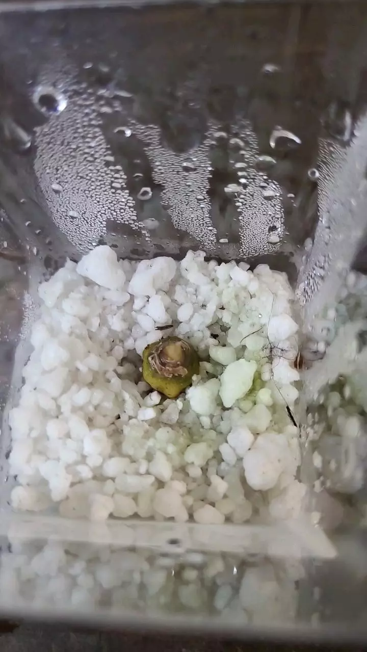 plant/Alocasia Polly Corm 1-117-0