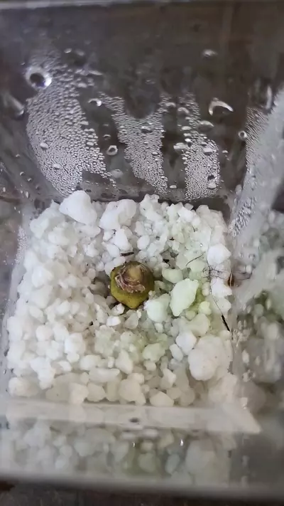 plant/Alocasia Polly Corm 1-117-0-thumbnail