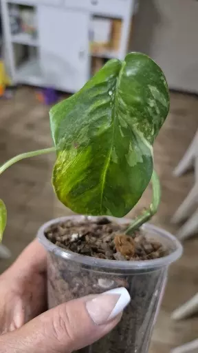 plant/8223 Epipremnum Pinnatum Albo-1