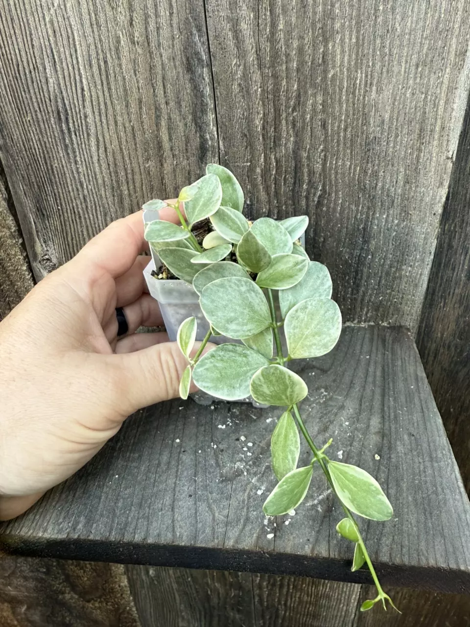 plant/Dischidia oiantha Variegata-1