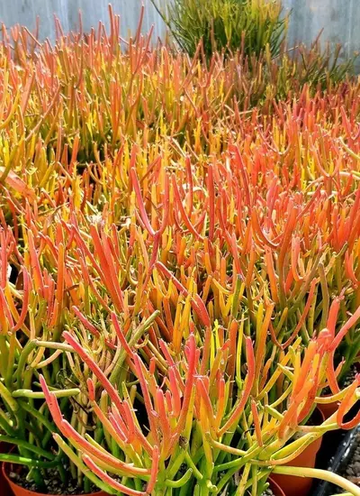 plant/6” Euphorbia Firesticks Cutting-0-thumbnail