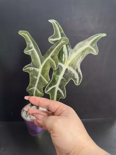 plant/Nobilis Pink Thai Corm •GC•-0-thumbnail