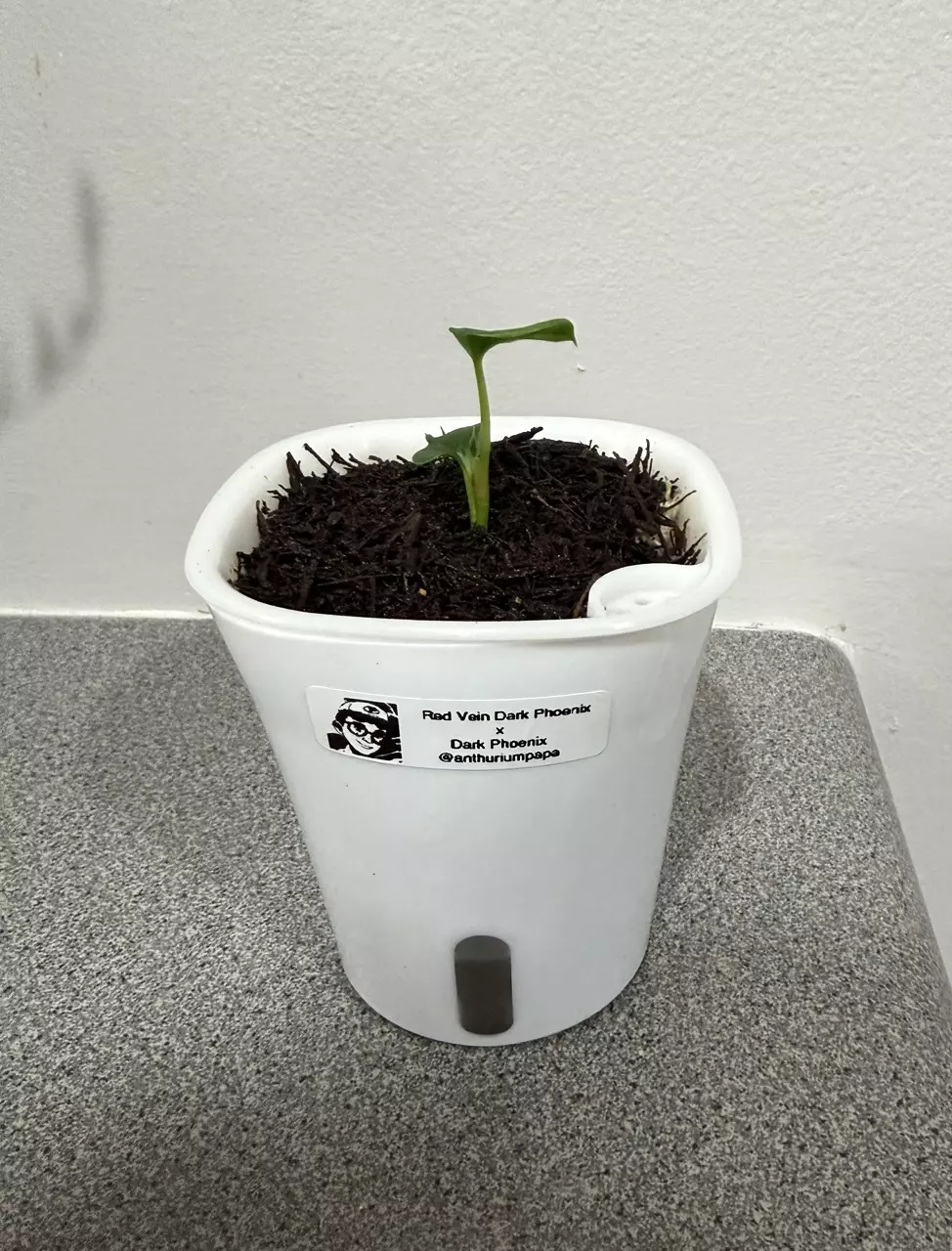 plant/Anthurium Red Vein Dark Phoenix x Dark Phoenix from AnthuriumPapa-0