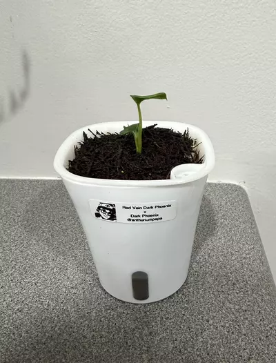 plant/Anthurium Red Vein Dark Phoenix x Dark Phoenix from AnthuriumPapa-0-thumbnail