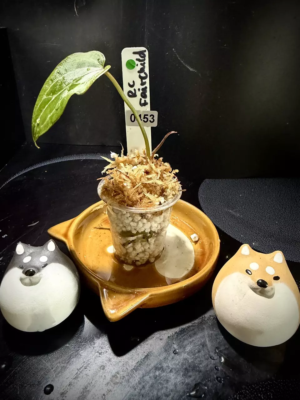 plant/RC x Fairchild 0453 G-2