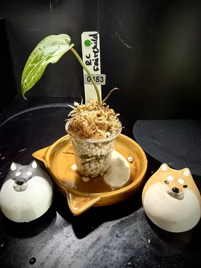 plant/RC x Fairchild 0453 G-2-thumbnail