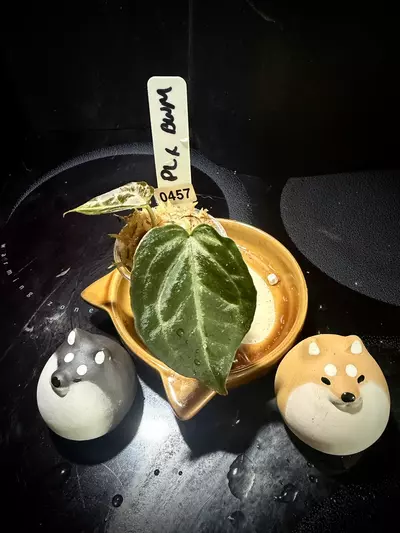 plant/Pink Lemonade x Black Widow Michelle 0457 G-1-thumbnail