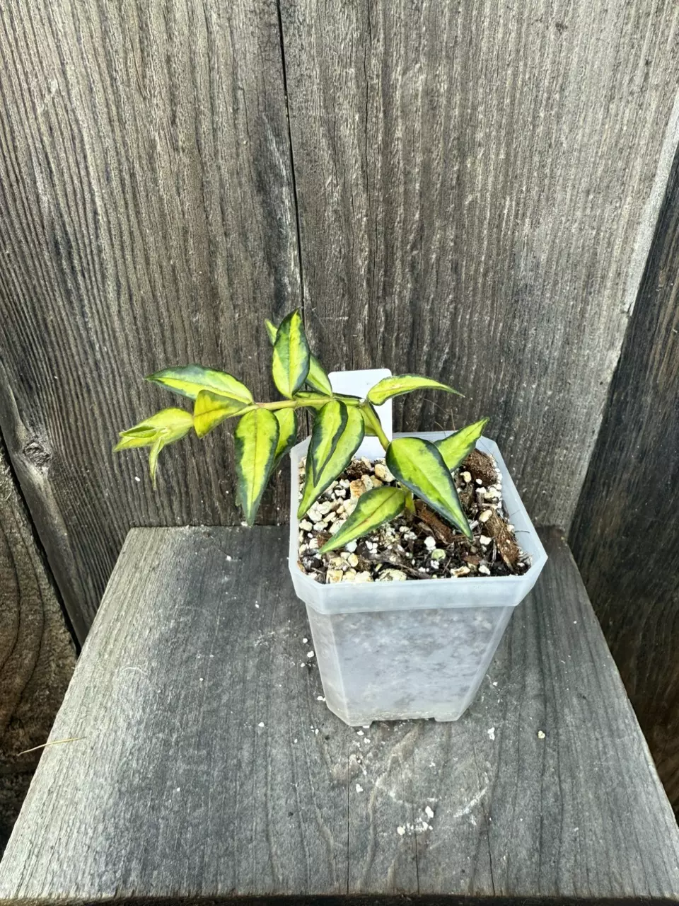 plant/Hoya Bella Luis Bois inner variegated-0