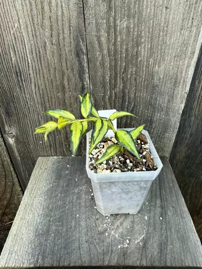 plant/Hoya Bella Luis Bois inner variegated-0-thumbnail