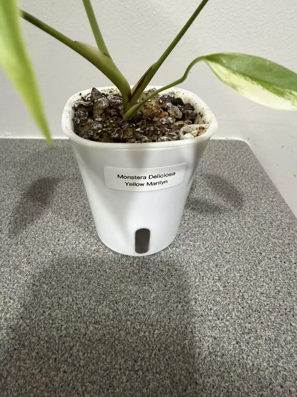 plant/Monstera Deliciosa Yellow Marilyn-1