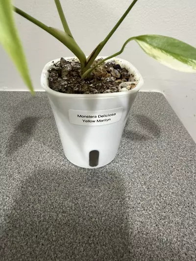 plant/Monstera Deliciosa Yellow Marilyn-1-thumbnail