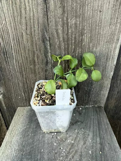 plant/Dischidia Geri aka Little Apple-0-thumbnail