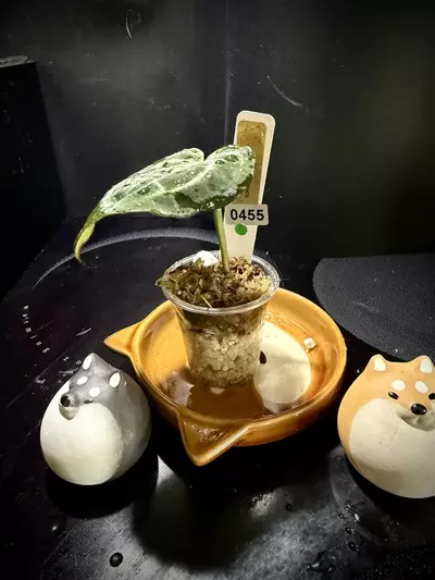 plant/Pink Lemonade x Black Widow Michelle 0455 G-3-thumbnail