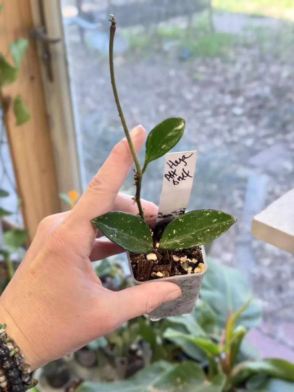plant/232-Hoya Ah 074 rooted in chunky mix-0