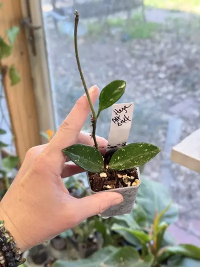 plant/232-Hoya Ah 074 rooted in chunky mix-0-thumbnail