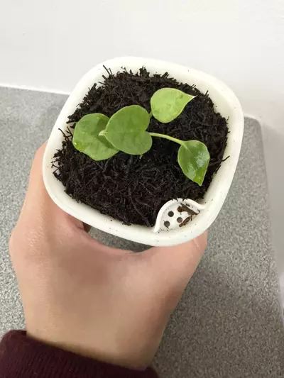 plant/Anthurium (Crystal x Ace of Spades) x Forgetti-1-thumbnail