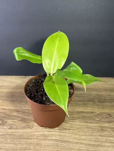 plant/Philodendron Moonlight 4” - grower’s choice-2-thumbnail