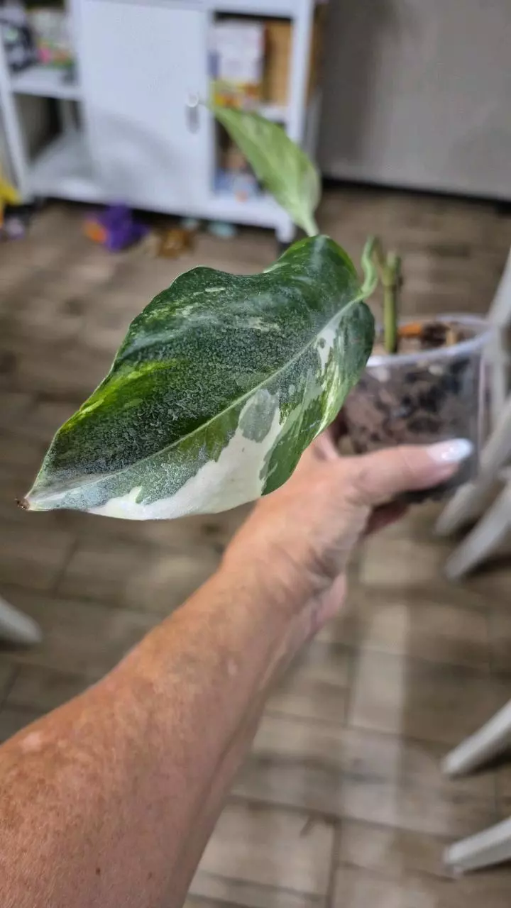 plant/8224 Epipremnum Pinnatum Albo-0