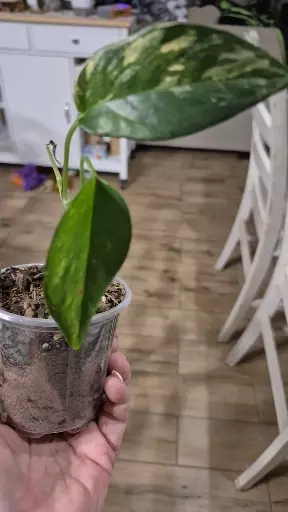 plant/8225 Epipremnum Pinnatum Albo-1-thumbnail