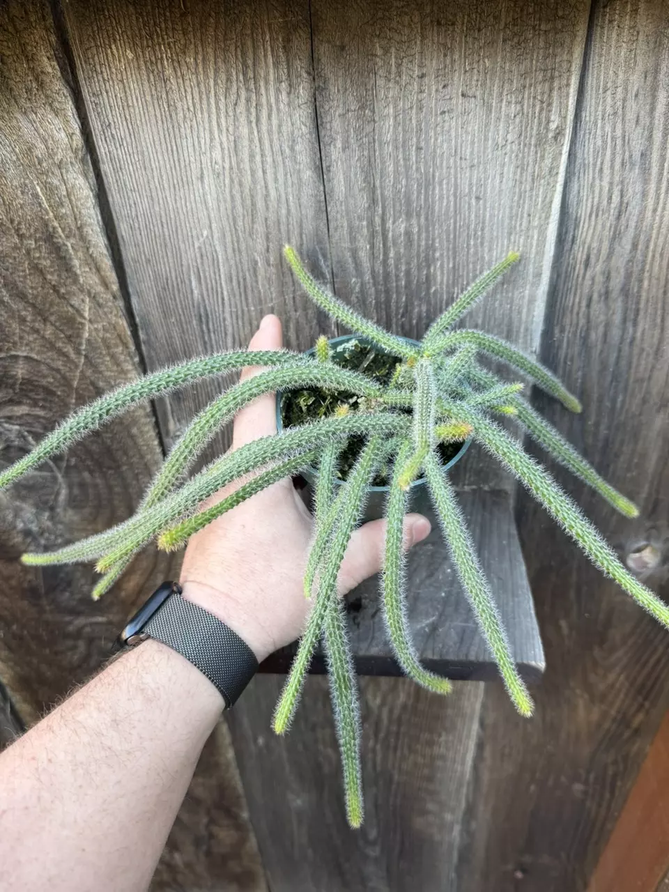 plant/Aporocactus flagelliformis rat tail 4”-1