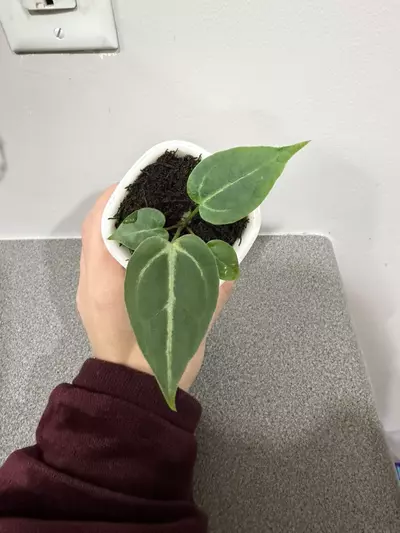 plant/Anthurium (Brielle x Red Crystal) x (Pink Lemonade x Rioclarence Wild Type)-3-thumbnail