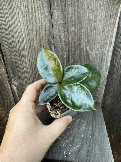 plant/Hoya Chelsea-1-thumbnail