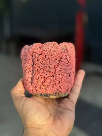 plant/Salmon Crackle 4x4-0-thumbnail