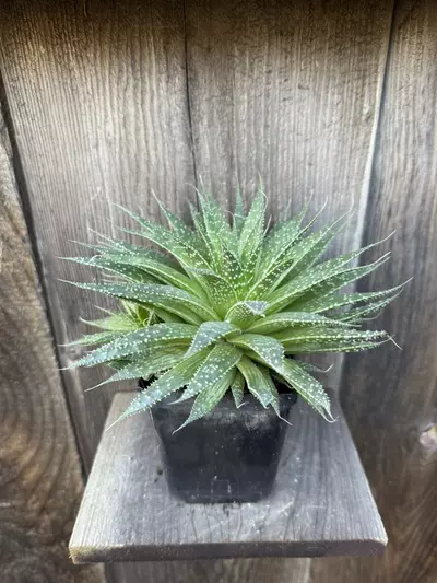 plant/Aloe aristata 4”-2-thumbnail