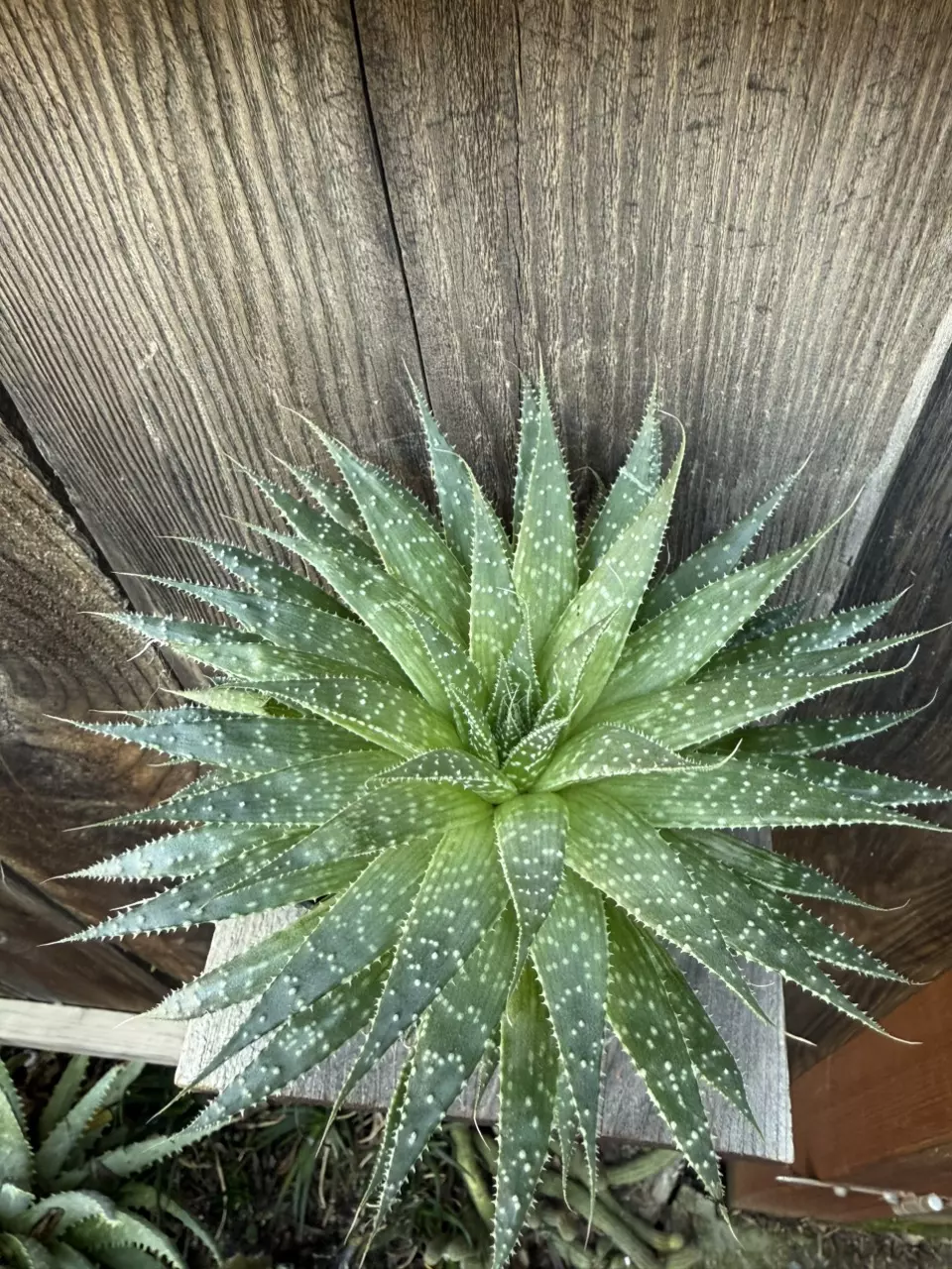 plant/Aloe aristata 4”-0