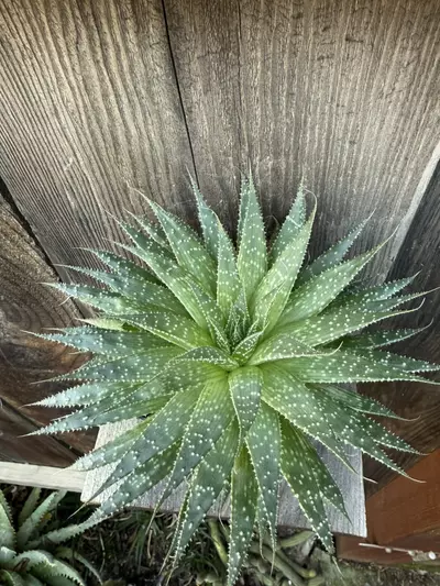 plant/Aloe aristata 4”-0-thumbnail
