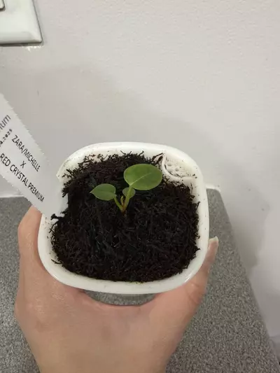 plant/Anthurium (Zara x Michelle) x Red Crystal Premium from Fontanimal-3-thumbnail