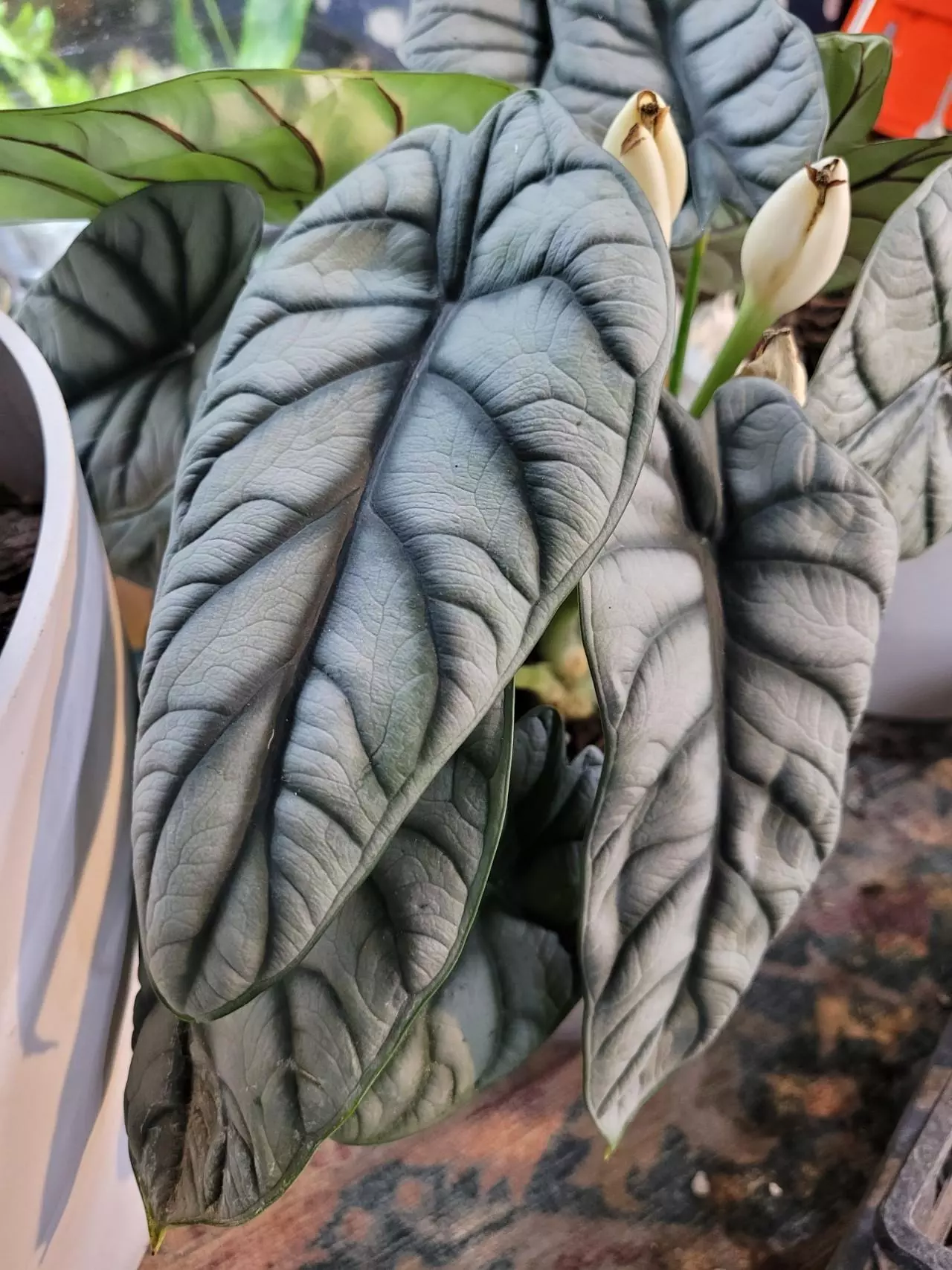 plant/Silver Dragon Alocasia Corm 1-114-1