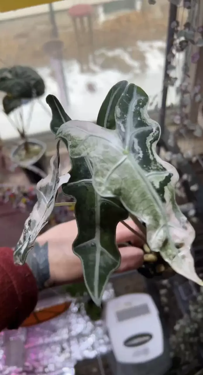 plant/Nobilis Pink Thai Corm •GC•-3