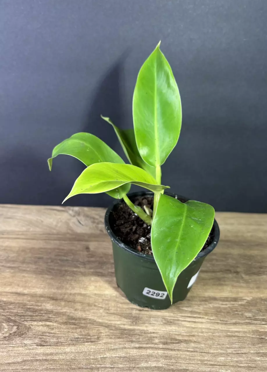 plant/Philodendron Moonlight 4” - grower’s choice-1