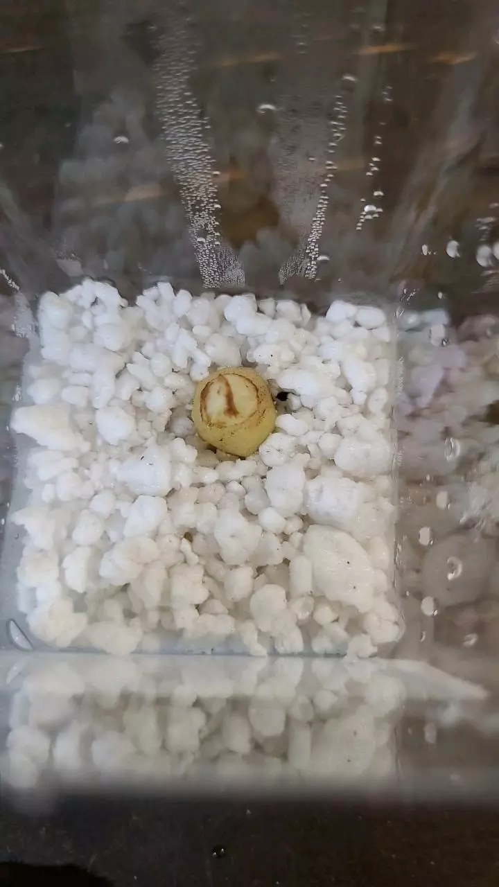 plant/Silver Dragon Alocasia Corm 1-115-0