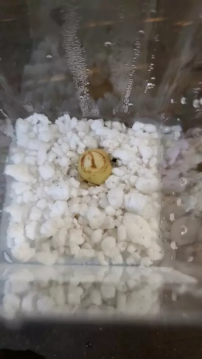 plant/Silver Dragon Alocasia Corm 1-115-0-thumbnail