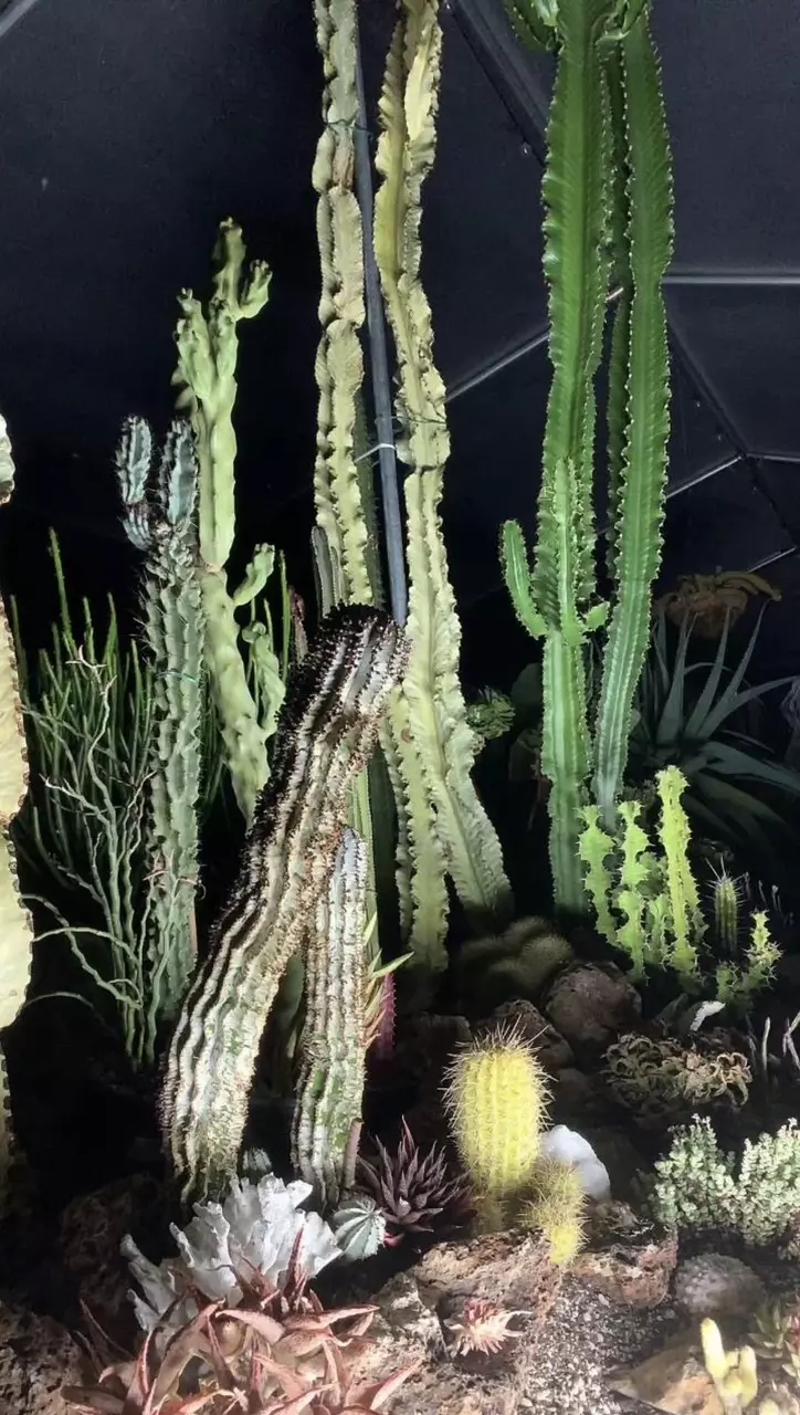 🌵LIVE, ASMR FROM EUPHORBIA GREENHOUSE!!!🌵