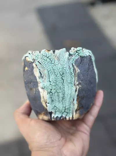 plant/Black Tiffany 4.5x4H-0-thumbnail