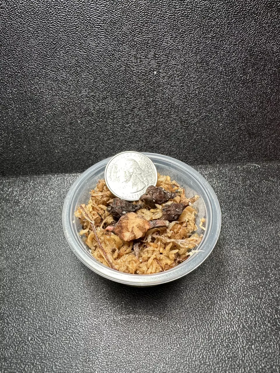 plant/Nobilis Pink Thai Corm •GC•-1