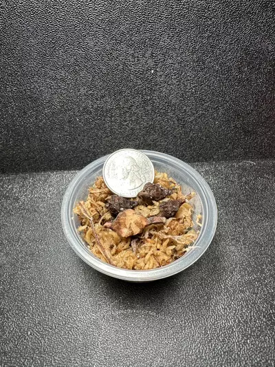 plant/Nobilis Pink Thai Corm •GC•-1-thumbnail