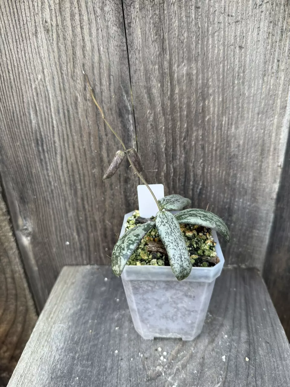 plant/Hoya sigillatis silver-0