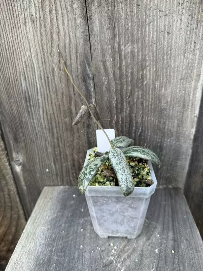 plant/Hoya sigillatis silver-0-thumbnail