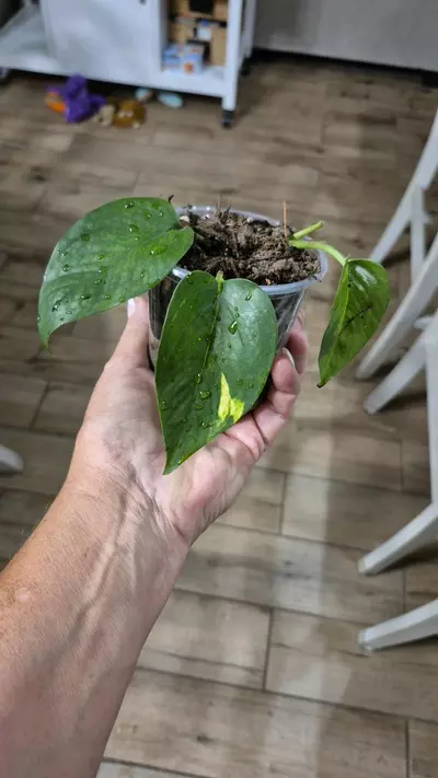 plant/8228 Epipremnum Aureum Monet Sol Pothos-0-thumbnail