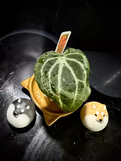 plant/Pink Lemonade x Black Widow Michelle 0455 G-2-thumbnail