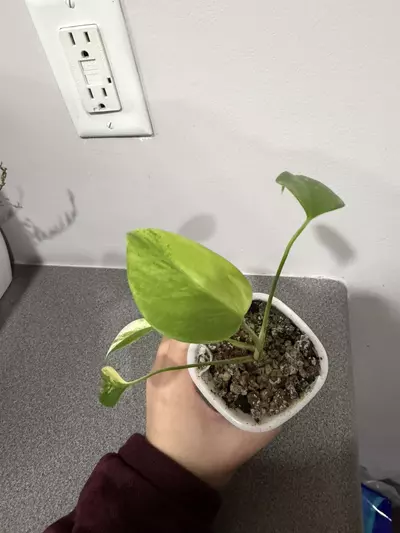 plant/Monstera Deliciosa Yellow Marilyn-4-thumbnail