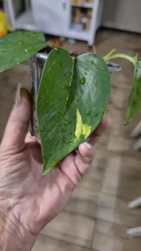 plant/8228 Epipremnum Aureum Monet Sol Pothos-1